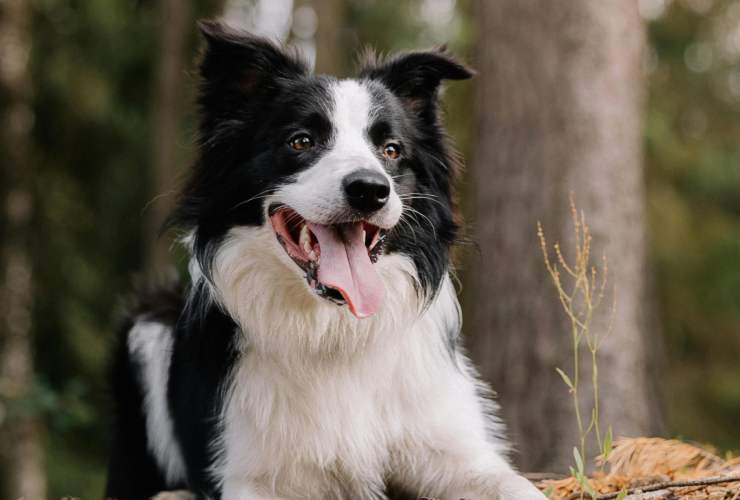 Accoltella una donna perché il suo cane abbaia troppo