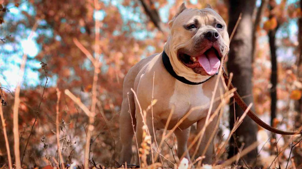 Napoli, neonata di 9 mesi morta sbranata da un pitbull: la testimonianza del padre