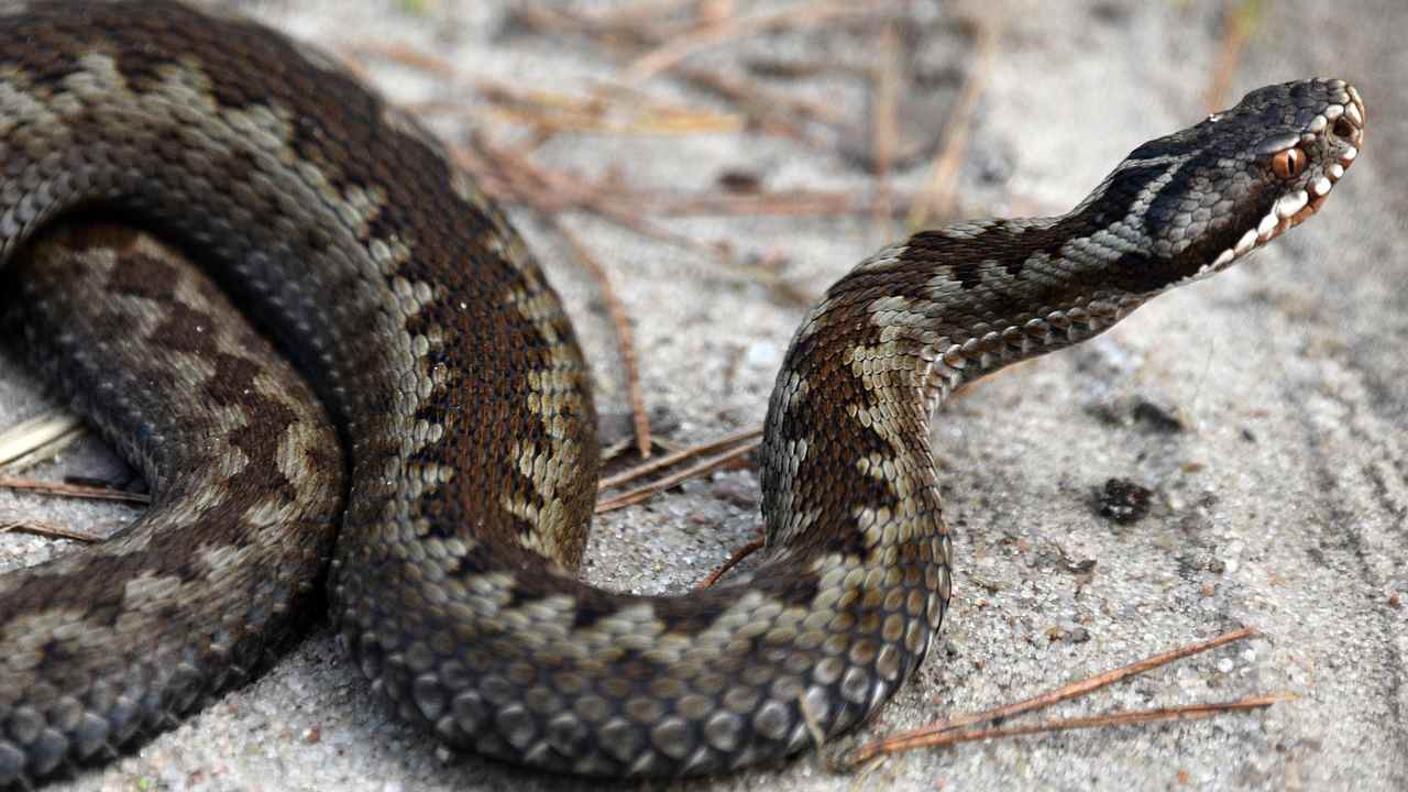 Serpente velenoso